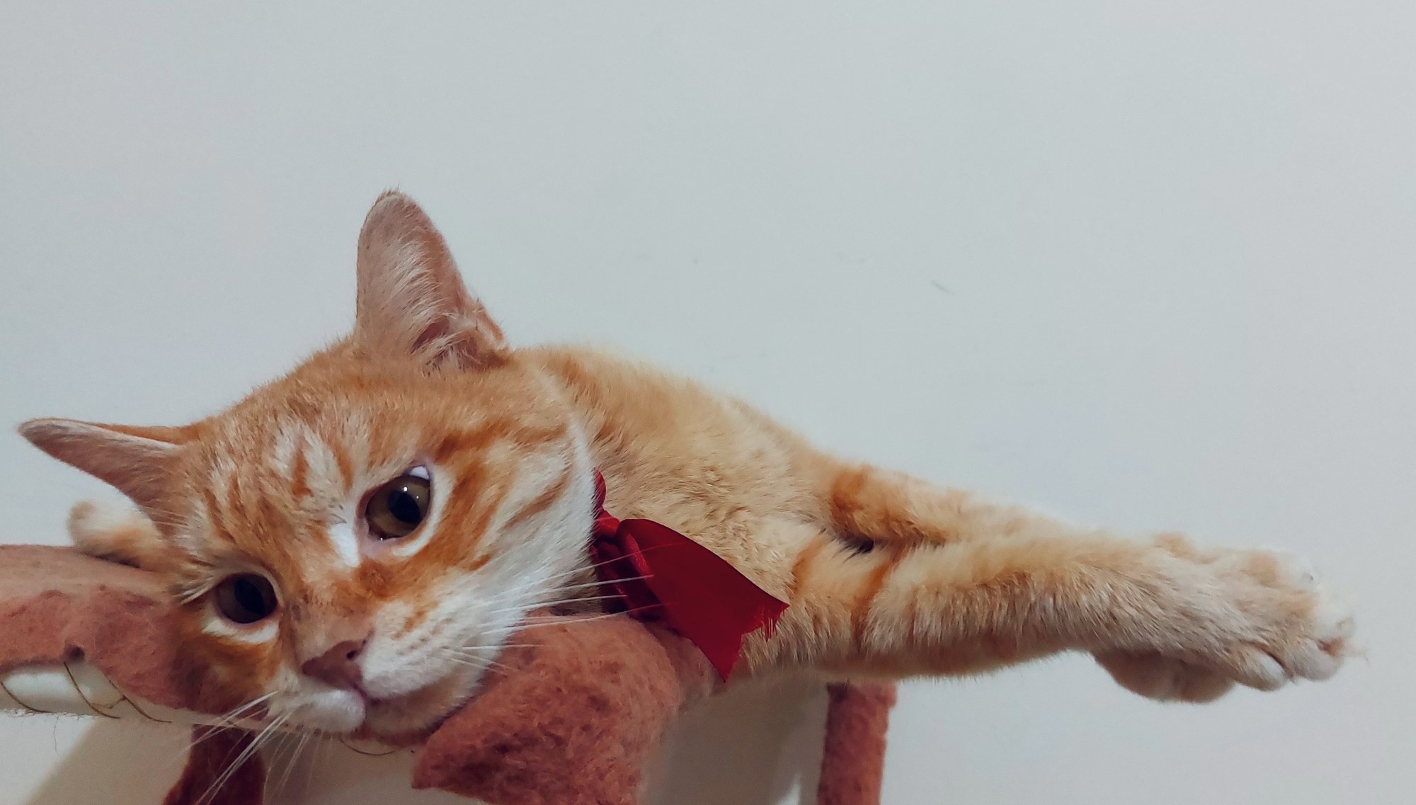 رفتارشناسی گربه خانگی؛ راهنمای کامل شناخت رفتار و زبان بدن گربه‌ها