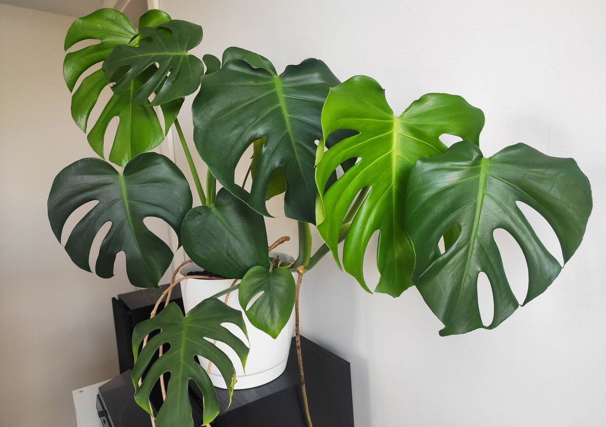 راهنمای کامل نگهداری گل برگ انجیری یا مونسترا دلیسیوسا