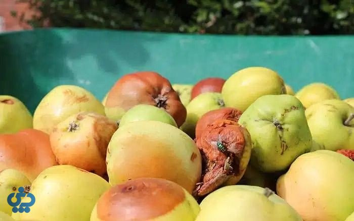 روش‌های ماندگاری میوه و سبزیجات در خانه