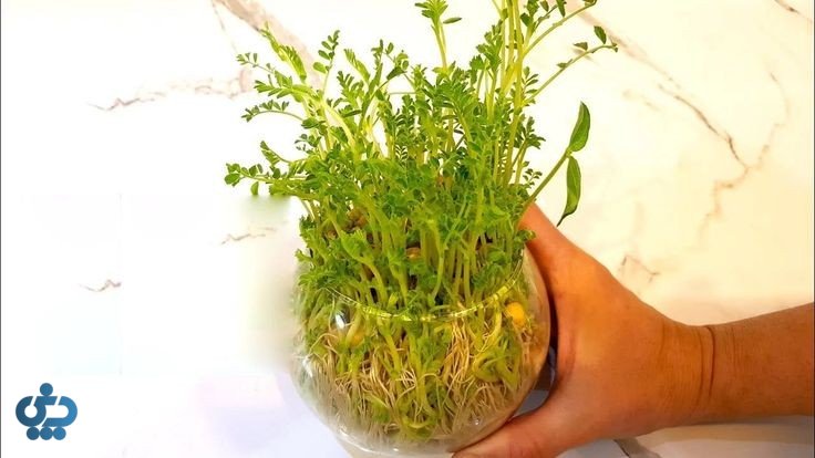 آموزش کاشت انواع سبزه عید برای سفره هفت سین