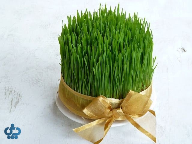 آموزش کاشت انواع سبزه عید برای سفره هفت سین