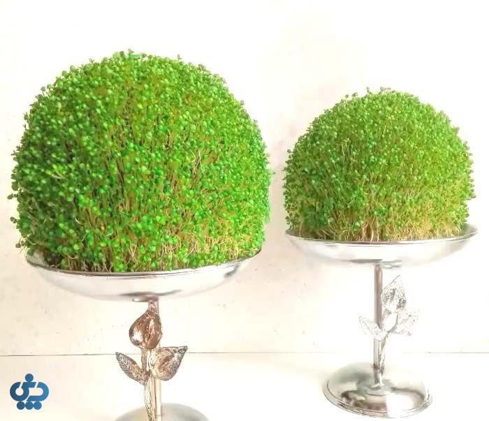 آموزش کاشت انواع سبزه عید برای سفره هفت سین