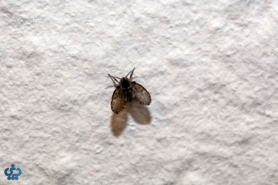 روش‌های پیشگیری از حشرات در خانه