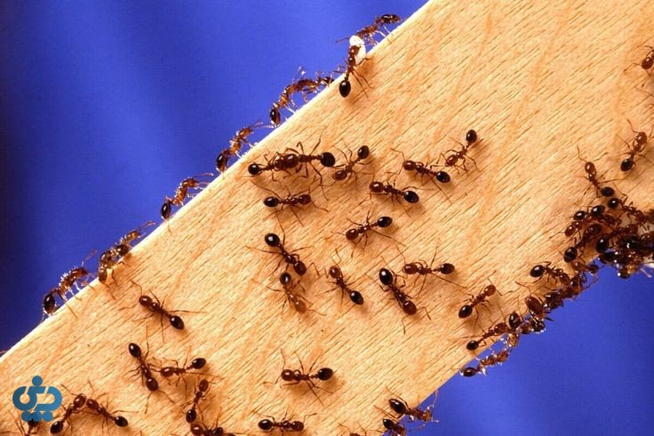 روش‌های پیشگیری از حشرات در خانه