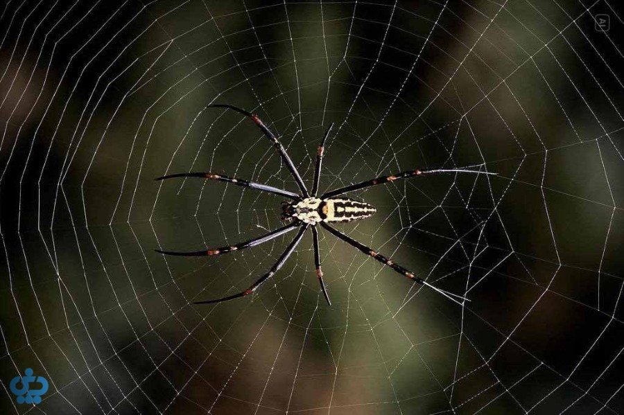 روش‌های پیشگیری از حشرات در خانه