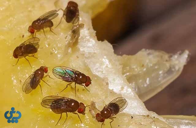 روش‌های پیشگیری از حشرات در خانه