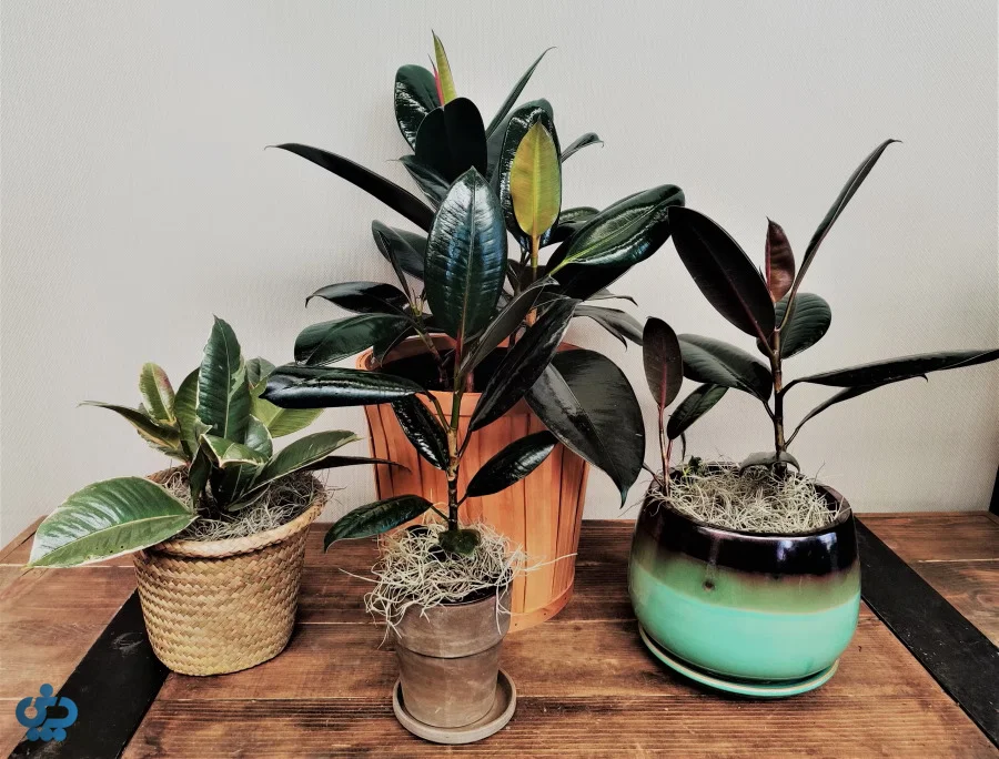 انواع فیکوس الاستیکا