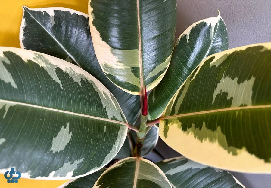 فیکوس الاستیکا