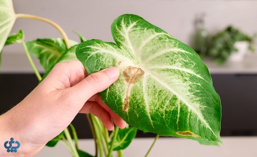 گیاه به تعویض گلدان نیاز دارد