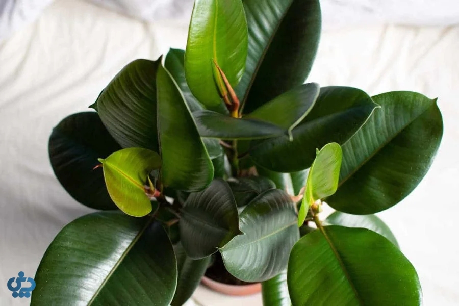 فیکوس الاستیکا