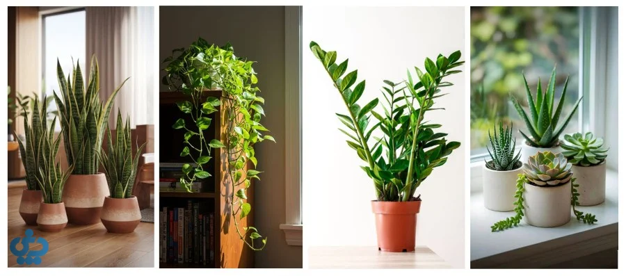 نگهداری گیاهان آپارتمانی در پاییز