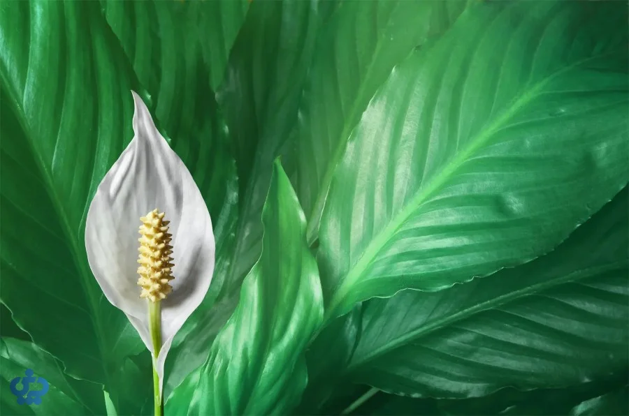 گل اسپاتی فیلوم (لی لی صلح)