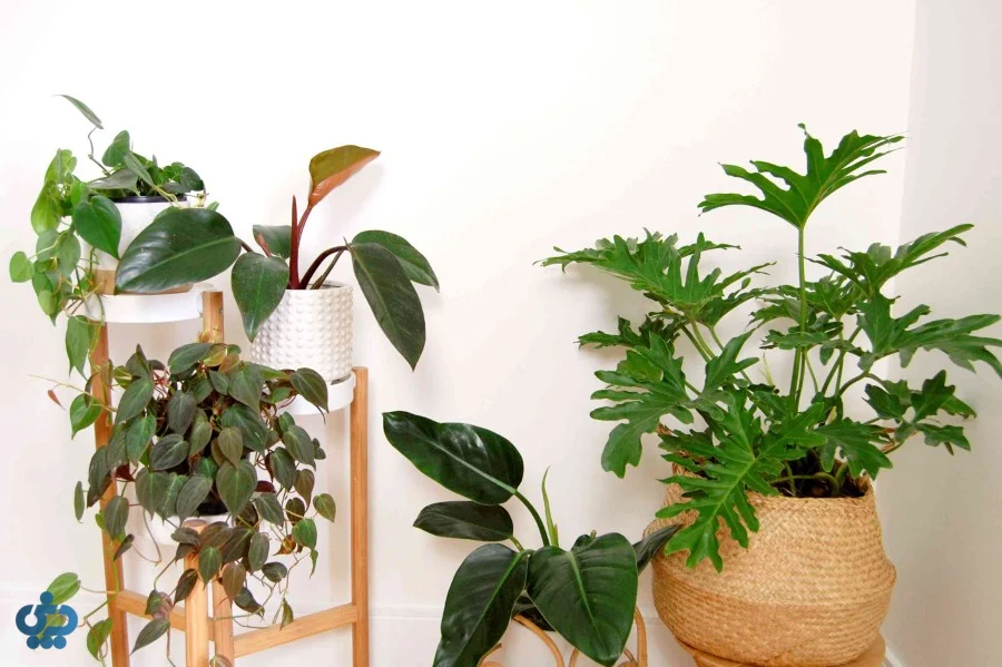 فیلودندرون