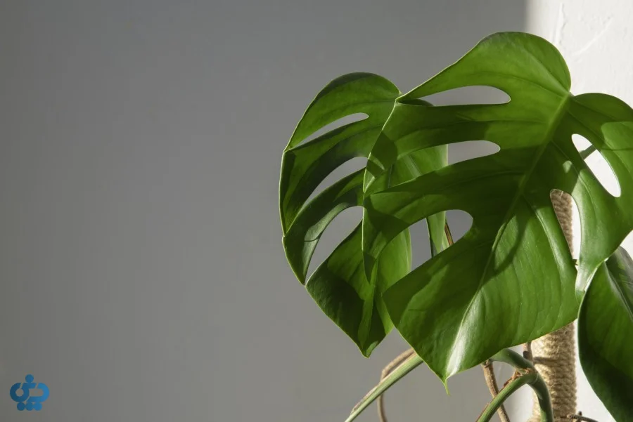 مونسترا دلیسیوزا (Monstera Deliciosa)