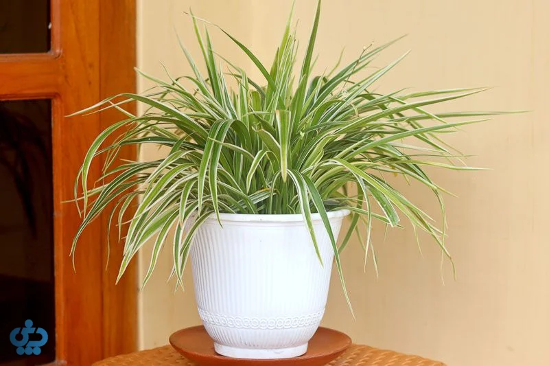 گیاه گندمی یا عنکبوتی