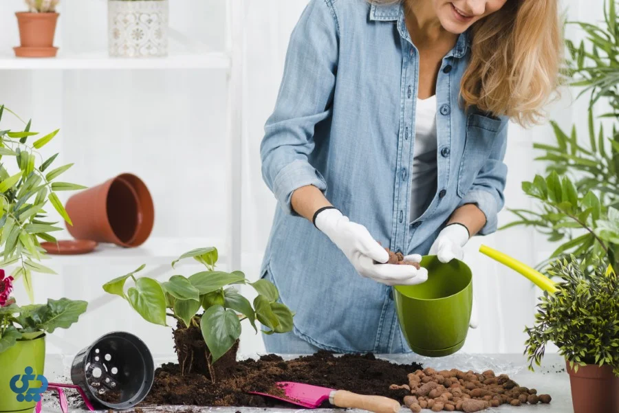 نگهداری گیاهان آپارتمانی در پاییز