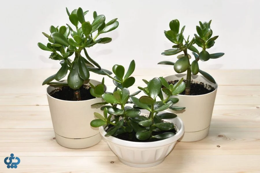 گیاه یشم؛ نماد ثروت و زیبایی