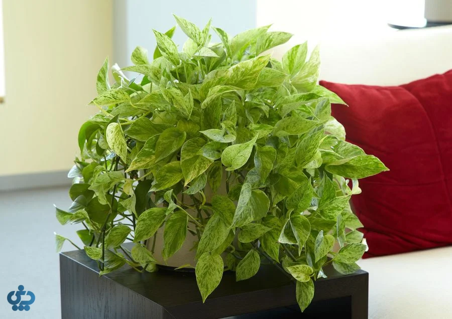 پتوس؛ گیاهی مقاوم و تصفیه‌کننده هوا