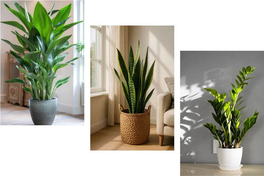 بهترین گل‌های آپارتمانی کم نور | راهنمای جامع نگهداری