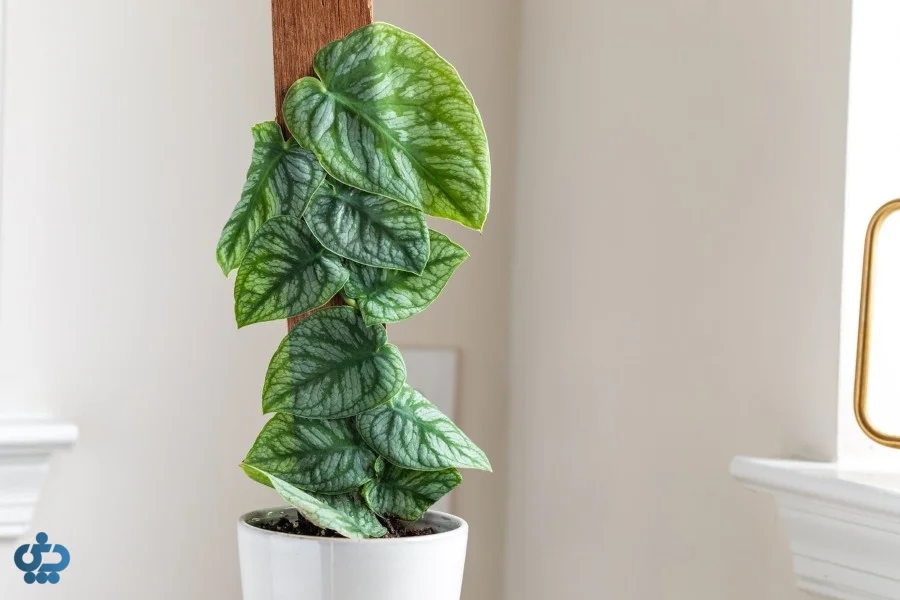 مونسترا دوبیا (Monstera Dubia)