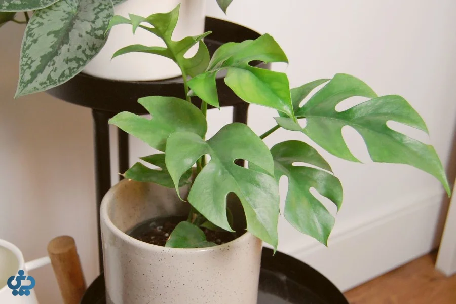 مینی مونسترا (Rhaphidophora Tetrasperma)