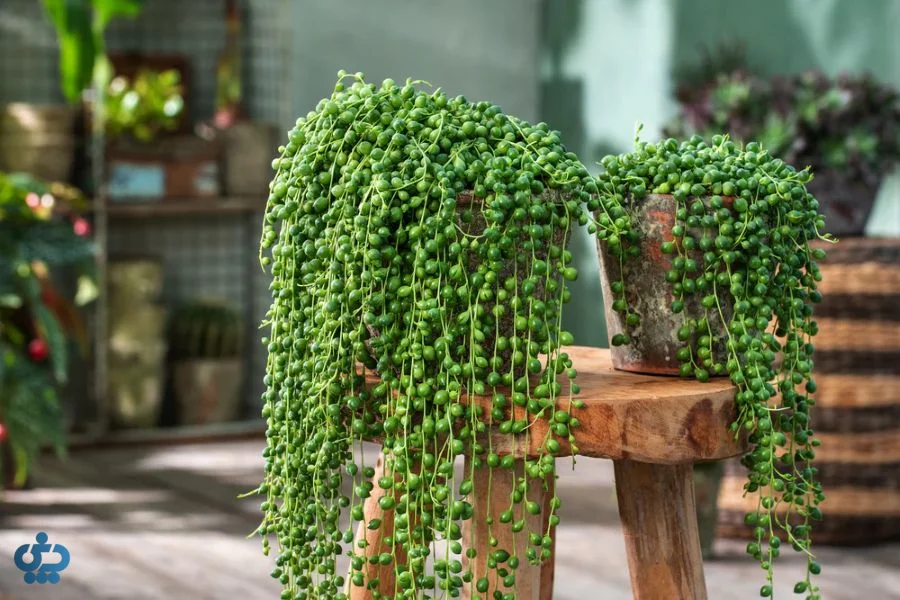 سنسیو یا رشته مروارید