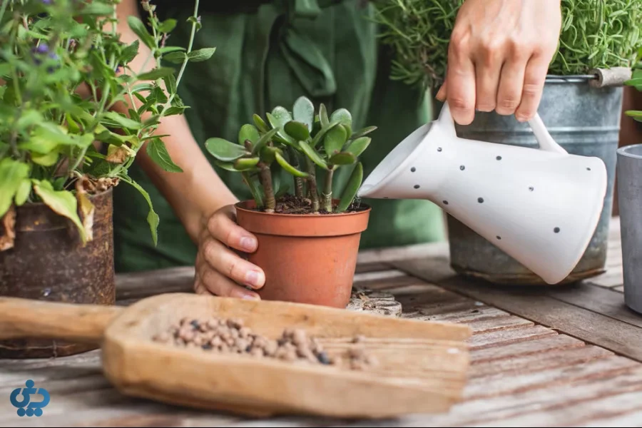 آبیاری گیاه یشم