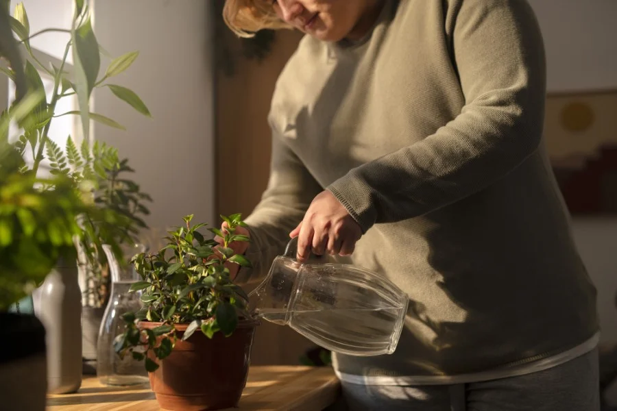 راهنمای کامل نگهداری گل ها و گیاهان آپارتمانی در پاییز