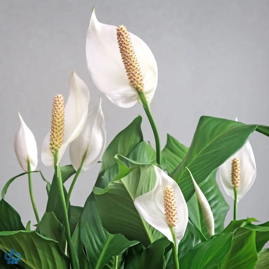 گل اسپاتی فیلوم (لی لی صلح)