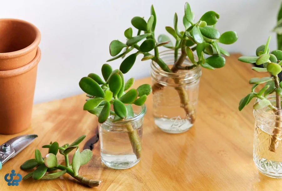 تکثیر گیاه یشم