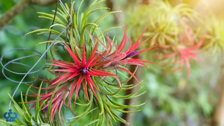 گیاهان هوازی