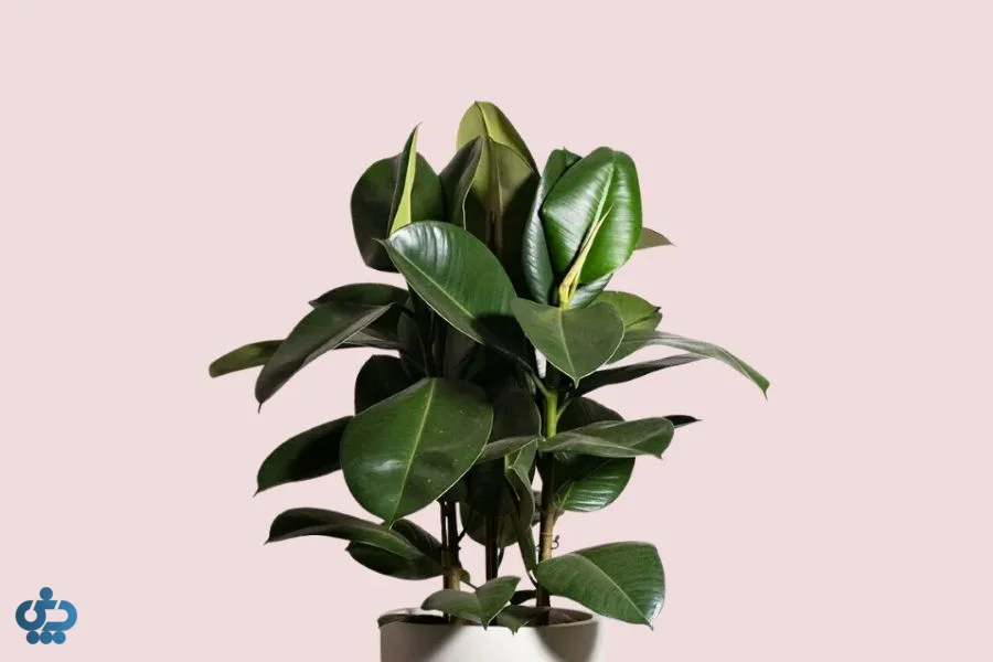 فیکوس الاستیکا