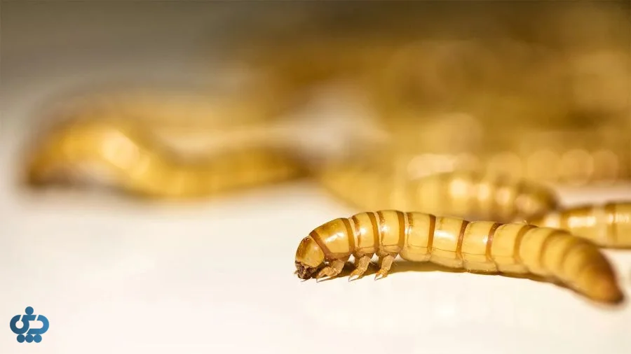 روش پرورش کرم خوراکی در خانه