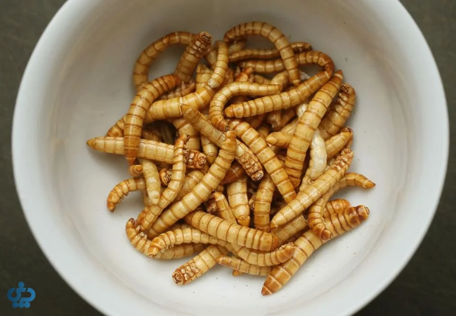 کرم خوراکی یا میلورم (Tenebrio molitor)