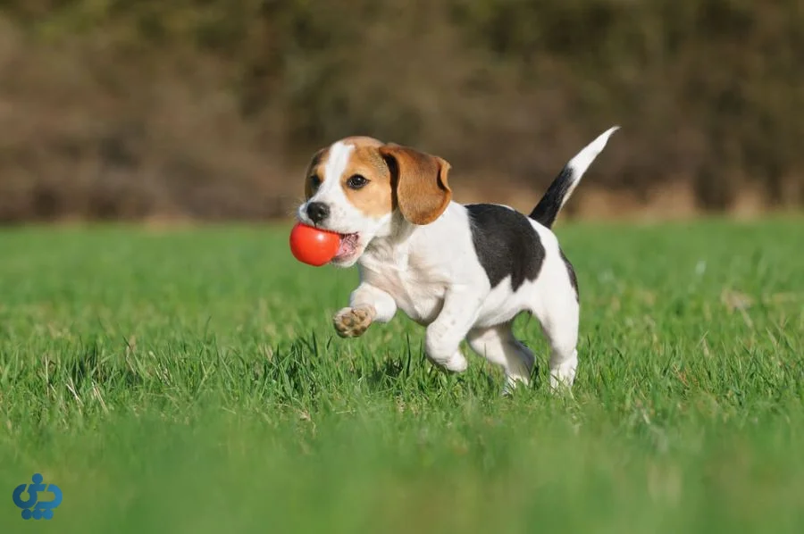 beagle dog