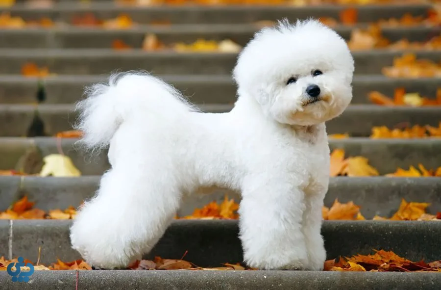 بیچون فرایز (Bichon Frise)