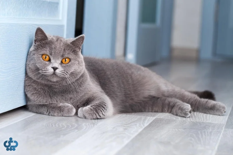 گربه بریتیش شورتهیر (British Shorthair)