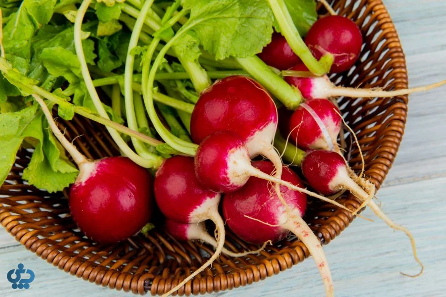 تربچه قرمز (Cherry Belle)