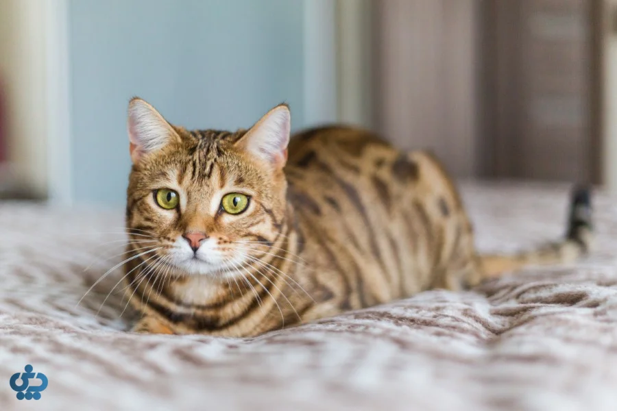 گربه ها چی بخورن؟