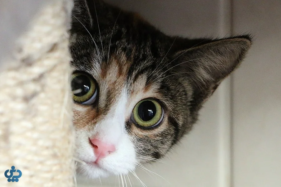 گربه موکوتاه خانگی (Domestic Shorthair – DSH)