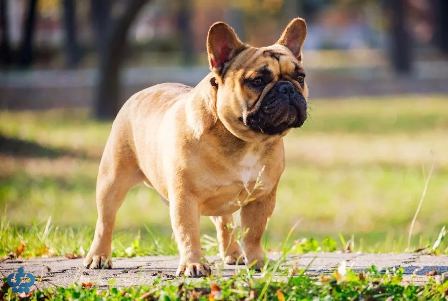 بولداگ فرانسوی (French Bulldog)