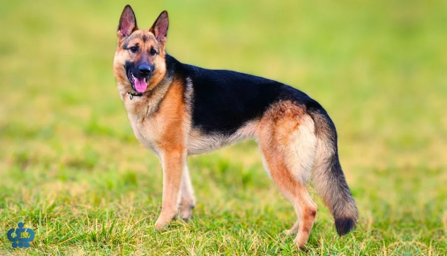 ژرمن شپرد (German Shepherd)