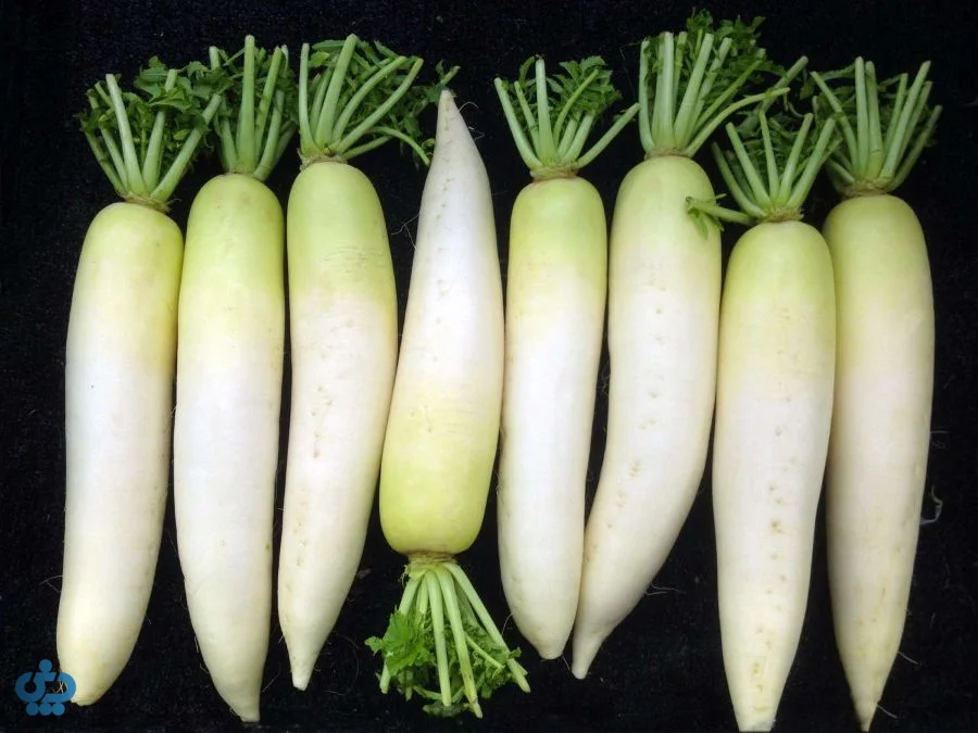 ترب سفید (Daikon)