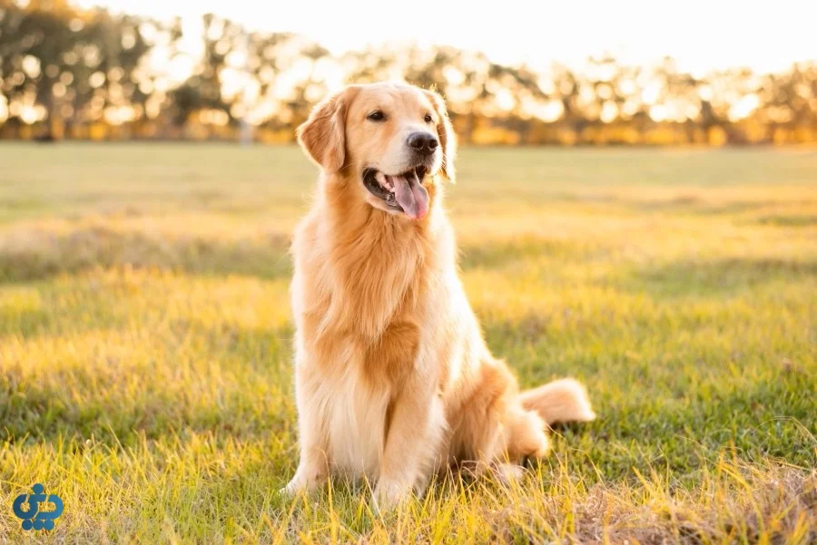 گلدن رتریور (Golden Retriever)