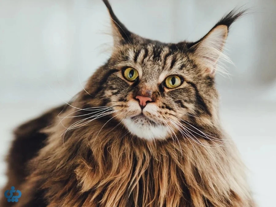 گربه مینکون (Maine Coon)