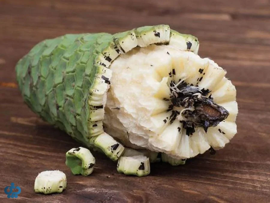 میوه برگ انجیری (مانسترا دلیسیوسا)