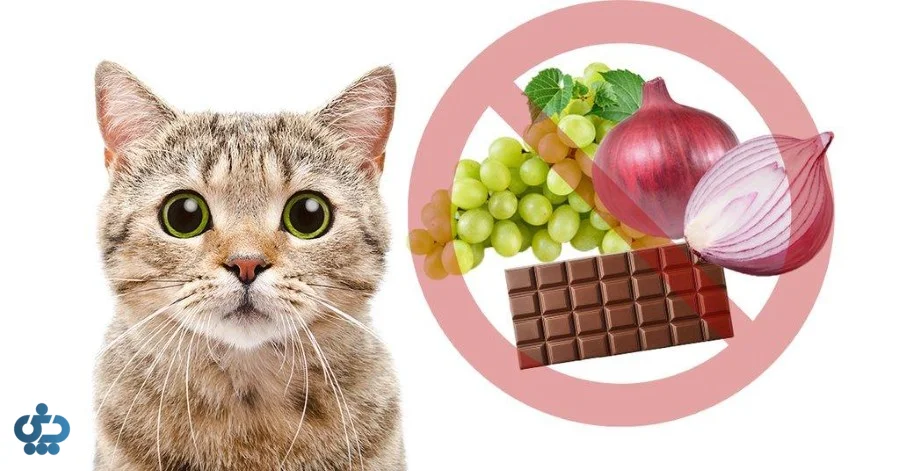 غذاهای ممنوعه برای گربهها