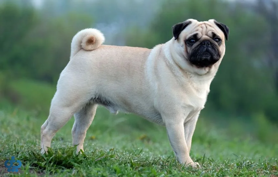 پاگ (Pug)