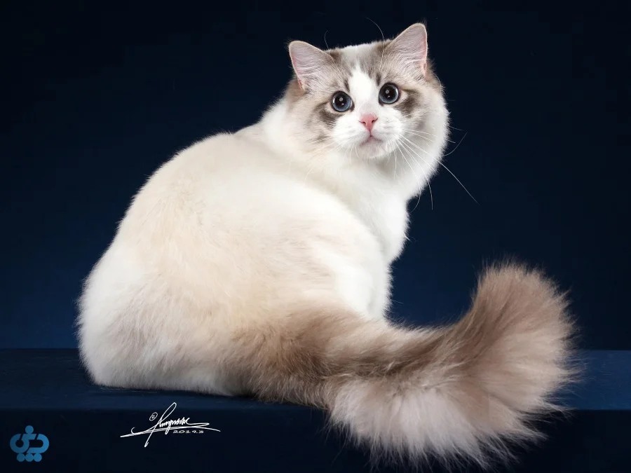 گربه راگدال (Ragdoll)
