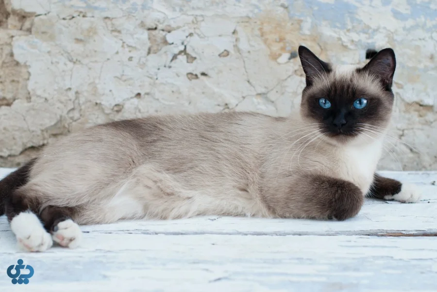 گربه سیامی (Siamese)